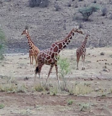 Giraffes on the African savanna